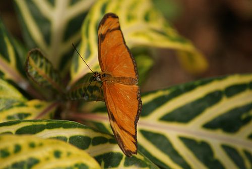 Dryas julia vlinder