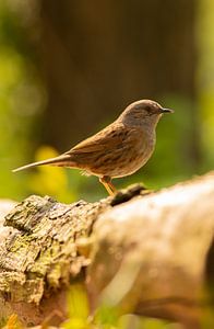 Dunnock