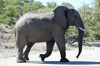 Eléphant dans le Parc National Kruger