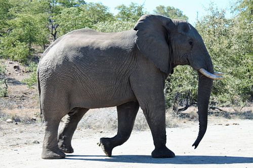 Elefant im Krüger-Nationalpark