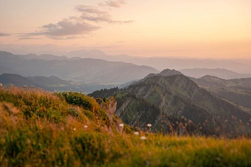 Bloemrijk uitzicht van de Hochgrat naar de Säntis bij zonsondergang
