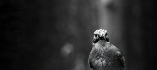 Jay