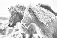 Gegn vindi van Islandpferde  | IJslandse paarden | Icelandic horses thumbnail