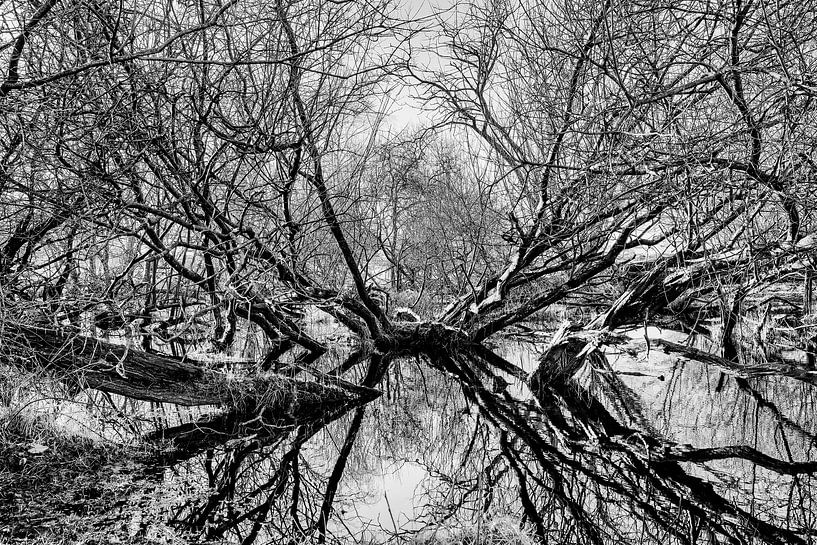 Filigraan natuur van Heiko Westphalen