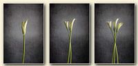 Triptych of Arum