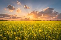 Rape seed field with sunset in the polder | Landscape photography in Flevoland