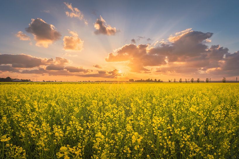 Rape seed field with sunset in the polder | Landscape photography in Flevoland by Marijn Alons