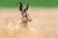 Little hare by Gladys Klip thumbnail
