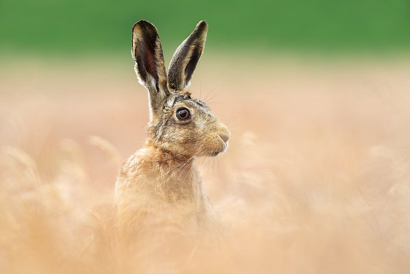 Little hare by Gladys Klip