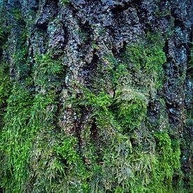 Bark and Moss by Dagmar van Nieuwpoort