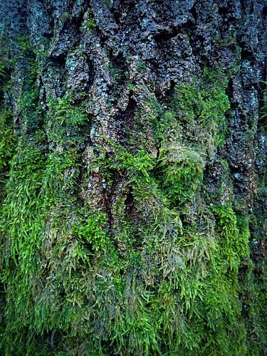 Écorce et mousse
