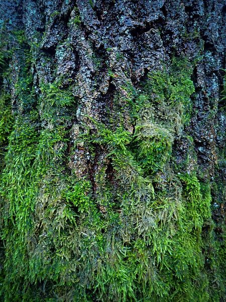 Bark and Moss by Dagmar van Nieuwpoort