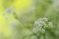 cow parsley by Gonnie van de Schans thumbnail