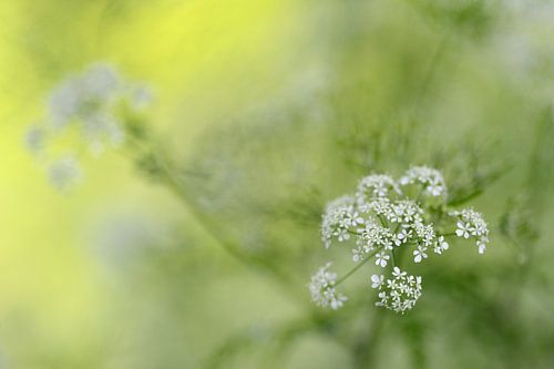 cow parsley