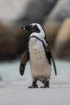 Penguin on the lookout