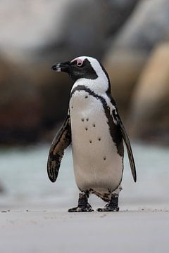 Penguin on the lookout by Jacco van Son