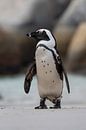 Penguin on the lookout by Jacco van Son thumbnail