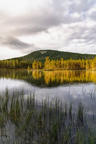 Reflet Suédois Vertical | Le Silence de Dalarna