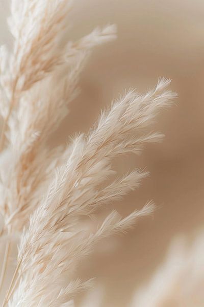 Pampas grass, beige tones, art, living room, nature, simple elegance, details, calming, harmonious, peaceful, decoration, timeless by Poster Art Shop