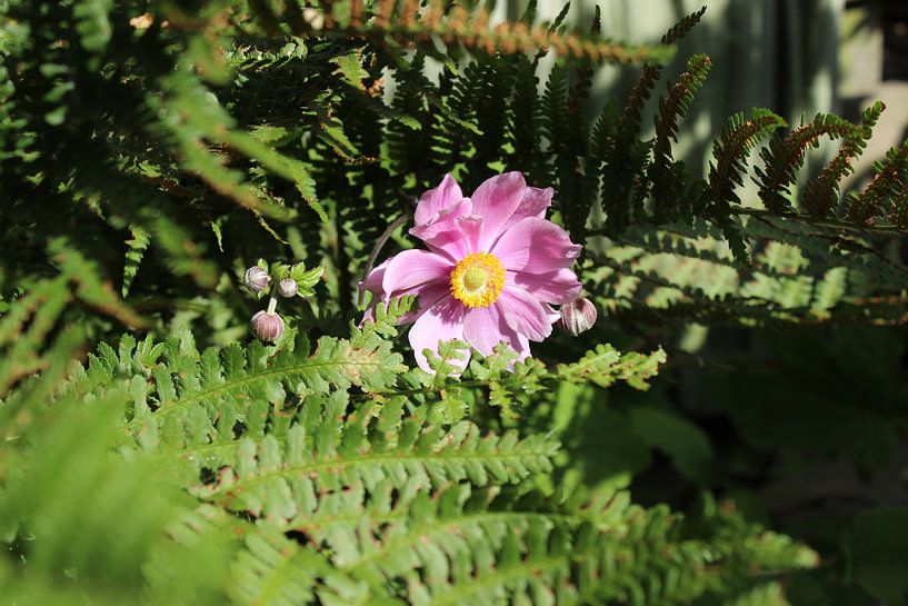 Roze Bloem par Rachelle V