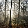 Forêt lors d'une belle matinée d'hiver sur Sjoerd van der Hucht