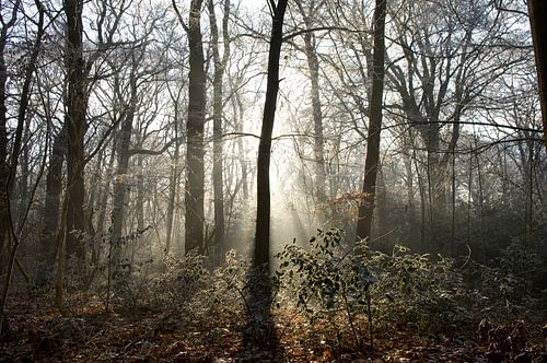 Bos tijdens een mooie winterochtend