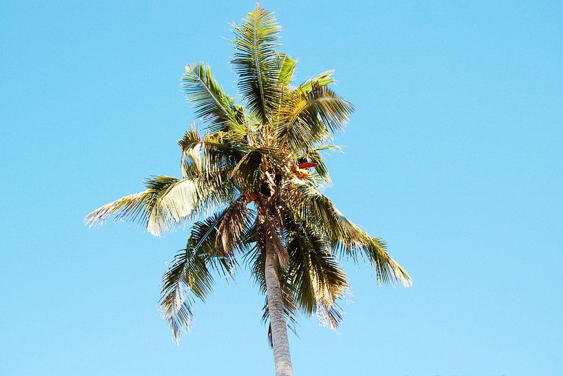 Bright Blue Sky van Walljar