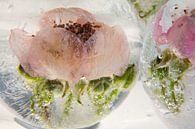 Blüte der Wilden Brombeere in Eis  3 von Marc Heiligenstein Miniaturansicht