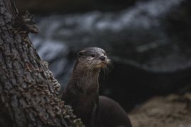 Der Otter schaut sich konzentriert um von Jolien Berntsen