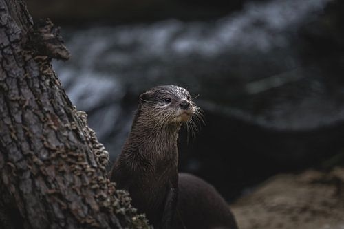 De otter kijkt geconcentreerd om zich heen