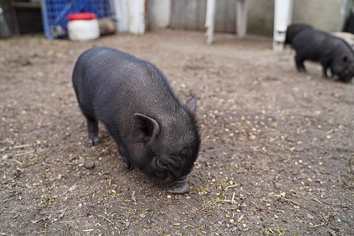 Mini biggetje bij zijn eerste uittocht op de boerderij.