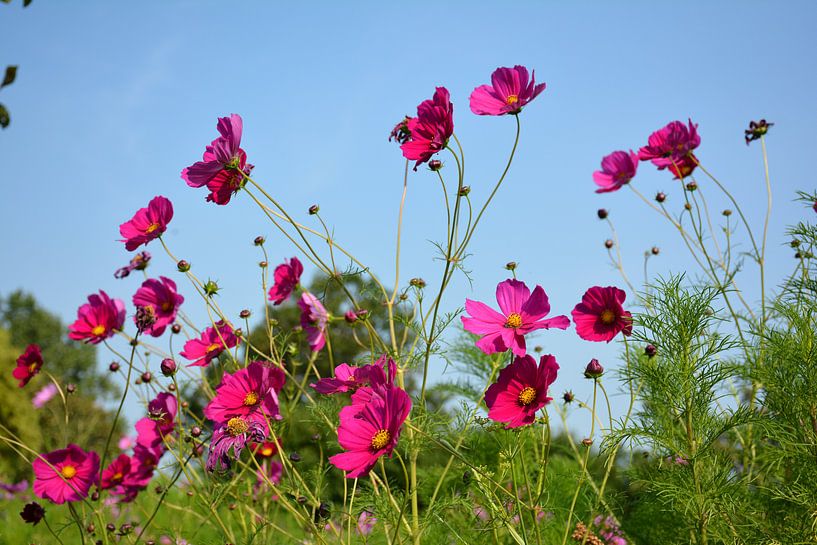 Wilde bloemen van miranda  Leenheer