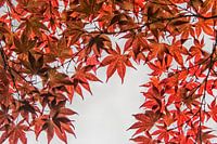 Japanse esdoorn