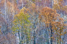 Forest in the Ore Mountains in winter by Thomas Jäger