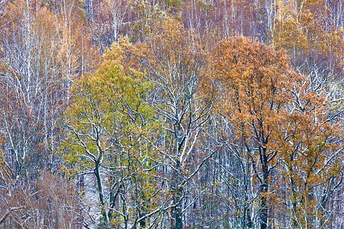 Forest in the Ore Mountains in winter