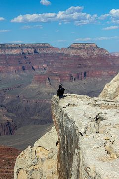 Raven Grand Canyon by Florian Kampes