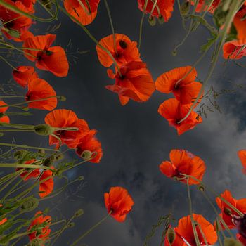 Mohnblumen auf dunklem Hintergrund