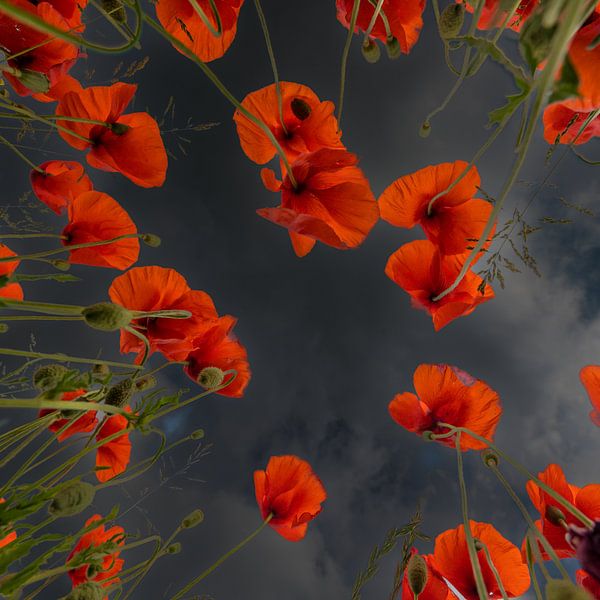 coquelicots sur fond sombre par Hans Kool