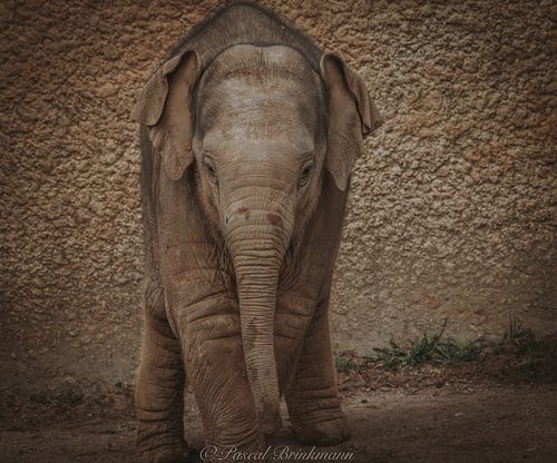 Baby elephant Yaro