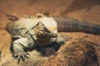 lézard