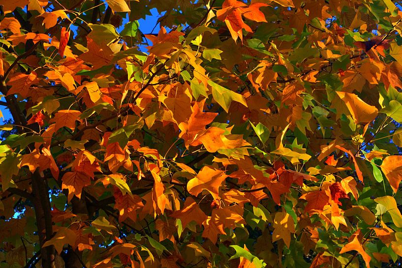 lumières d'arbre par Edgar Schermaul