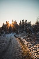 Coucher de soleil à la cime des arbres