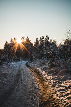 Coucher de soleil à la cime des arbres sur Hendrik Zahn