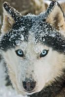 Sledehond husky 'Romantico'