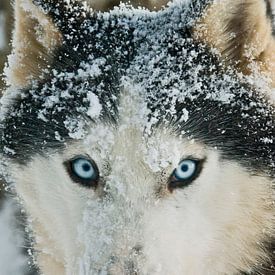 Sledehond husky 'Romantico' van Brenda Gonzalez