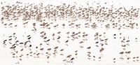Wad(t) Vögel