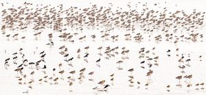 Wad(t) Vögel von Anja Brouwer Fotografie