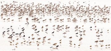 Wad(t) birds by Anja Brouwer Fotografie