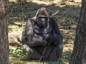 Gorilla : Safaripark Beekse Bergen van Loek Lobel thumbnail