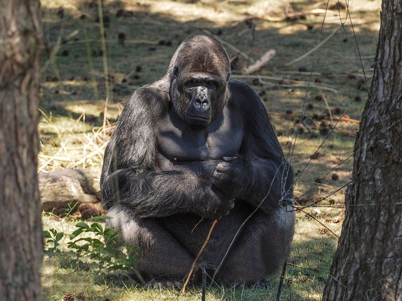 Gorilla : Safaripark Beekse Bergen van Loek Lobel